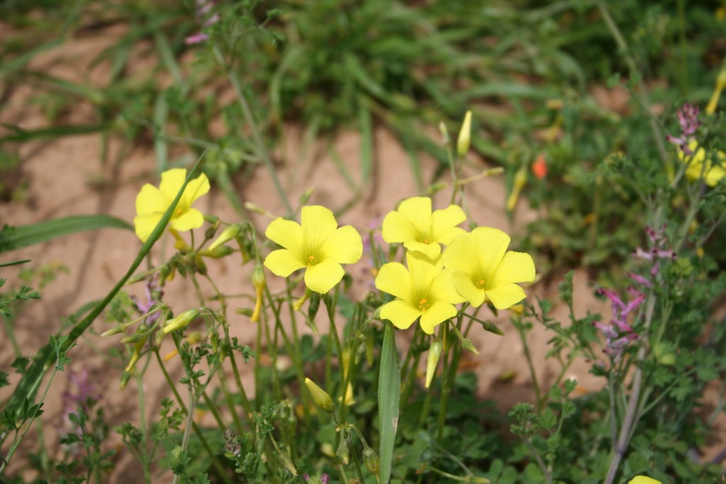 Fiori e insetti